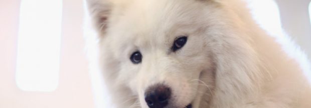 Yes, Your Dog Really Does Understand What You Say, Study Suggests