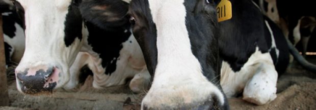California Is Going After Its Farting Cows